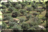 olivmais.jpg (69931 octets)